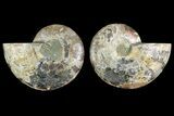 Cut & Polished, Agatized Ammonite Fossil - Madagascar #183216-1